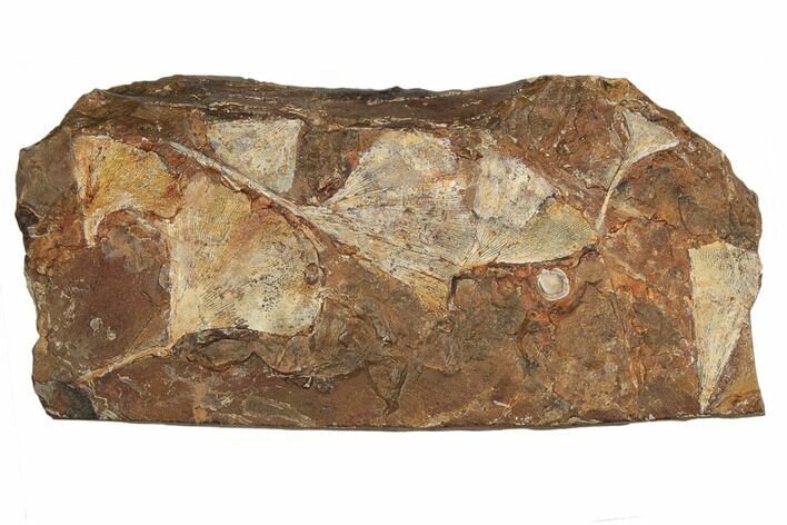 Seven Fossil Ginkgo Leaves From North Dakota - Paleocene #188725